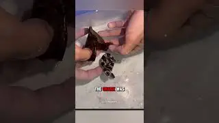This Egg Hatched Into a SHARK!