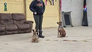 Baron and Cooper learning together