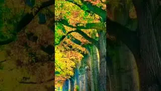 beautiful of tree leaf || nature of world || song satus || short video 👍