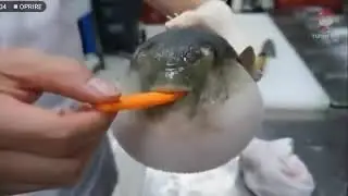Moaning fish sucking carrot