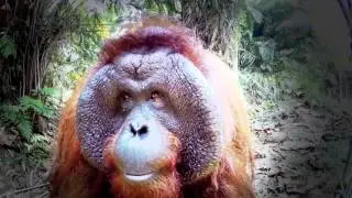 Visit Perak 2017