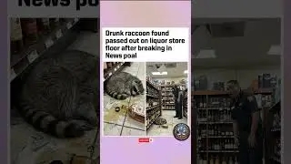 🦝🍺 PARTY ANIMAL! Drunk Raccoon Found Passed Out in Liquor Store! 😂💀 #Funny #shorts
