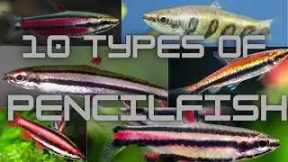 10 Types of Pencilfish