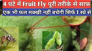 fruit fly control | 4 घंटो में fruit fly साफ | best insecticide for fruit fly | fruit fly trap