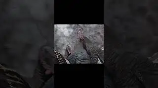 Turkey gobbler turkeys fighting battle aggression