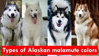 8 Types of Alaskan malamute colors and pattern Finally Revealed