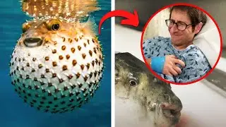 10 Dangerous Animals You Don't Want Problems With