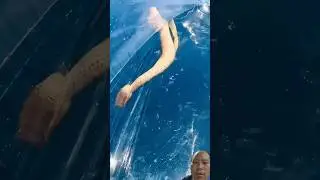 20 October Reiwa 7#dangerous #different #kayak #hits #deep #water #ocean #youtubeshorts