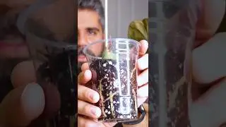DEAD PAPI? 🌱☠️ NOT SO FAST! ✂️ 