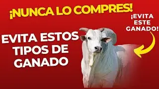 🚨❌8 TIPOS DE GANADO QUE NO DEBES COMPRAR 🚨❌