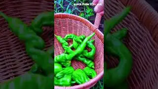 Harvesting various types of chili peppers in the backyard garden #farminglife #farming #harvesting