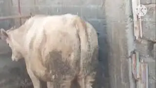 عجميات تحت عوشر سمنتال وبراون أسمع الفيديو للنهايه 