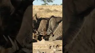 Herds of Wildebeests drinking water peacefully in predators free zone.