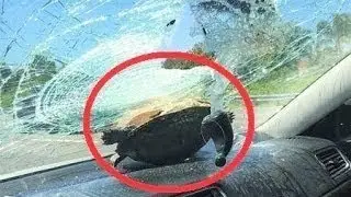17 AMAZING Turtle Facts