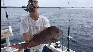 Massive Pink Snapper!!