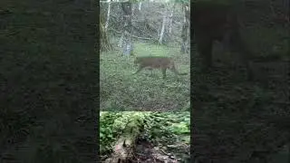 Secret Forest Camera Traps Capture Wildlife!
