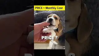 Beagle Price in india and Monthly Expenses #shorts #beagle #dog