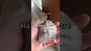Hamster Core #shorts #pets #hamsters #funnyanimals #cute