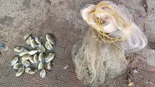 Net casting in kumbharajua river traditional net fishing in Goa