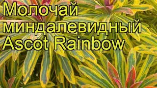 Молочай миндалевидный Ascot Rainbow. Краткий обзор, описание характеристик, где купить рассада