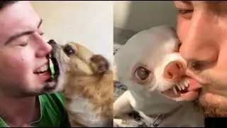 Angry  Funny Dogs And Cats of TikTok   Fluff Planet