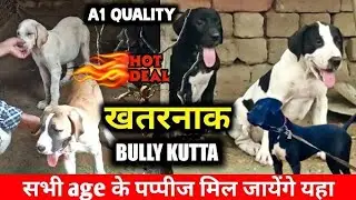 NEW LITTER | full heavy bully kutta puppies | Indian mastiff | pakistani bully for sale