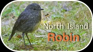 Toutouwai - North Island Robin on New Zealand's Kapiti Island Bird Sanctuary