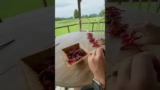 DIY Red Pepper Flakes🌶️ #garden #gardening #cayennepepper #diy #homestead