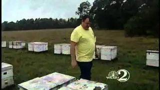 Hunt On For Who Killed Honey Bees
