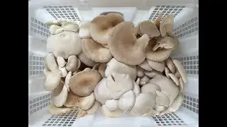 Starting A Mushroom Business! - How To Start | Embracing Failure | Celebrating Successes