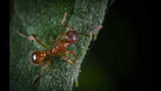 How Do Ants Talk Without Speaking? | The Secret Language of Ants