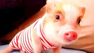 Funny and Cute PIGGY Videos Compilation 2020 MINI PIG VIDEO