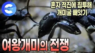 전투에 최적화된 몸 구조를 지닌 사무라이개미의 전투 | 개미 한 마리가 다른 개미굴을 빼앗는게 가능할까? | 개미왕국 | 다큐프라임
