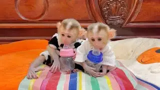 Most Beautiful & Smart Twin Baby Monkey On World