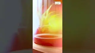 🌾 शुद्ध और बेहतरीन गेहूं के लिए सही प्रोसेसिंग! | Ukani Rice and Grain Mill LLP 🌾