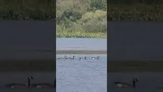 Vaseux Lake