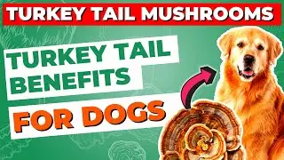 The Health Benefits of Turkey Tail Mushroom for Dogs