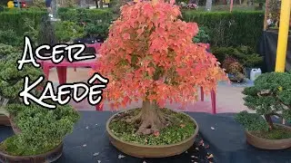 Acer tridente, kaede bonsai , Tramujas
