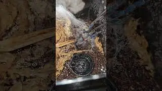Dolichothele diamantinensis #shortsvideo #shortsfeed