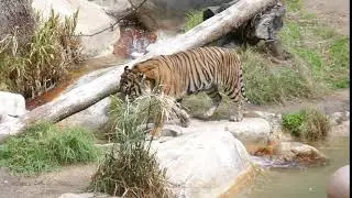 Sumatran Tiger LA Zoo Los Angeles California USA March 11, 2021 Tigers Animals Winter Conservation