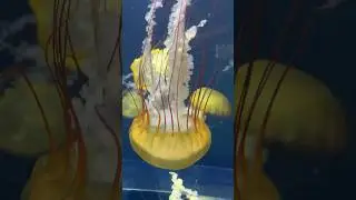 Jellyfish Encounter at Adventure Aquarium 🌊 #JellyfishMagic #AquariumAdventure #CamdenNJ #Underwater