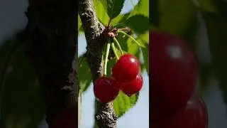 Close-Up of Ripe Red Cherries: Nature&rsquo;s Sweet Treasure 🍒 #shorts