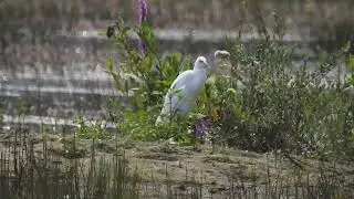 Kleine Zilverreigers (7), Little Egrets, Wei van Brasser, Castricum, The Netherlands, 17-08-2024.