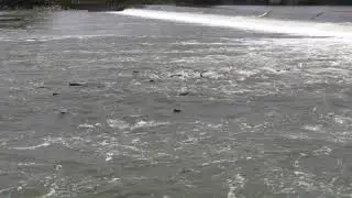 AAPPBLB muletsVSsilures StLaurentDesEaux Sept2018