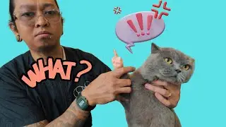 Банда Серых Кошек возвращается!!! (Совет по стрижке когтей для подписчиков)