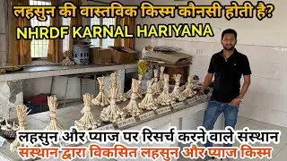 भारतीय लहसुन की किस्मे , यमुना सफेद , एग्रीफ़ाउंड पार्वती , NHRDF द्वारा विकसित लहसुन की किस्मे