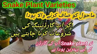Snake plant pot ideas| Snake plant varieties with names|How to grow snake plant faster|Senseveria!