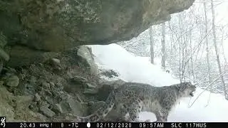 Roaring Snow Leopard caught on camera in upper Hunza🐆🗻🗻😨