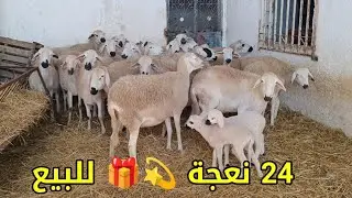 (24) نعجة نواحي المهاية 0751453158 (3) والدات والباقي ضارات نعجات ملاح فرجة ممتعة 📞‼️💯