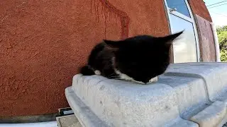【田代島】【猫島】爆睡してて撮影に気付かない野良猫